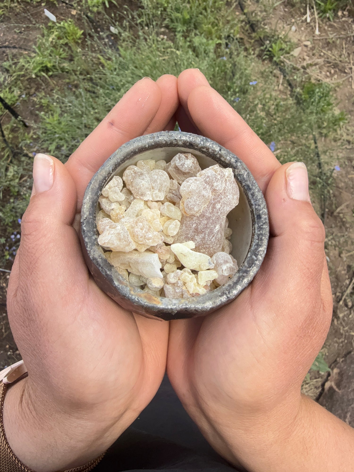 the worlds only organic frankincense - the • alambique