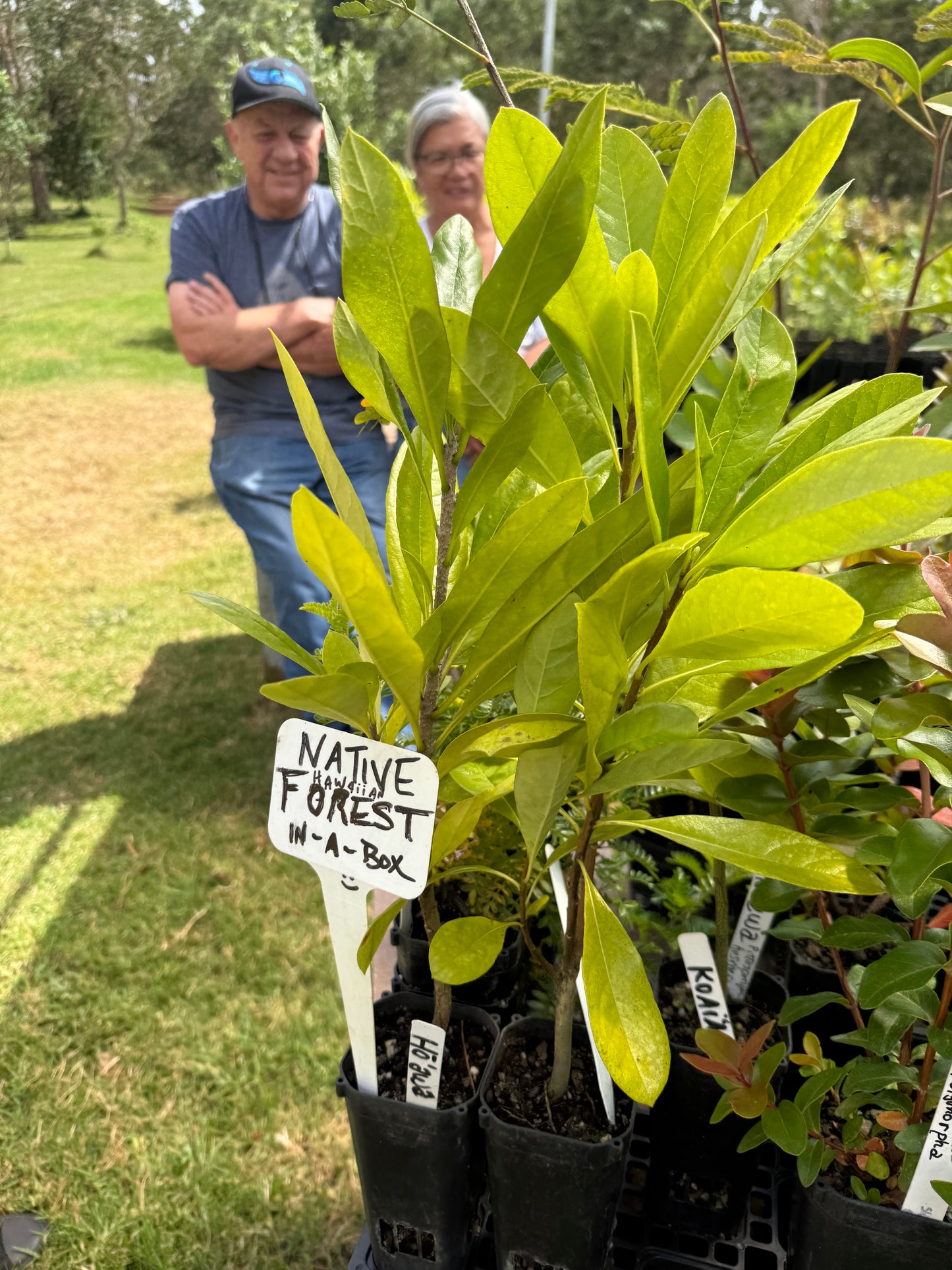 Organic Royal Hawaiian Sandalwood Essential Oil